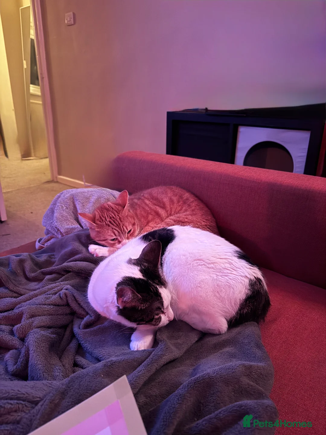 Mixed Breed cats for sale: chappie (free) - Advert 2