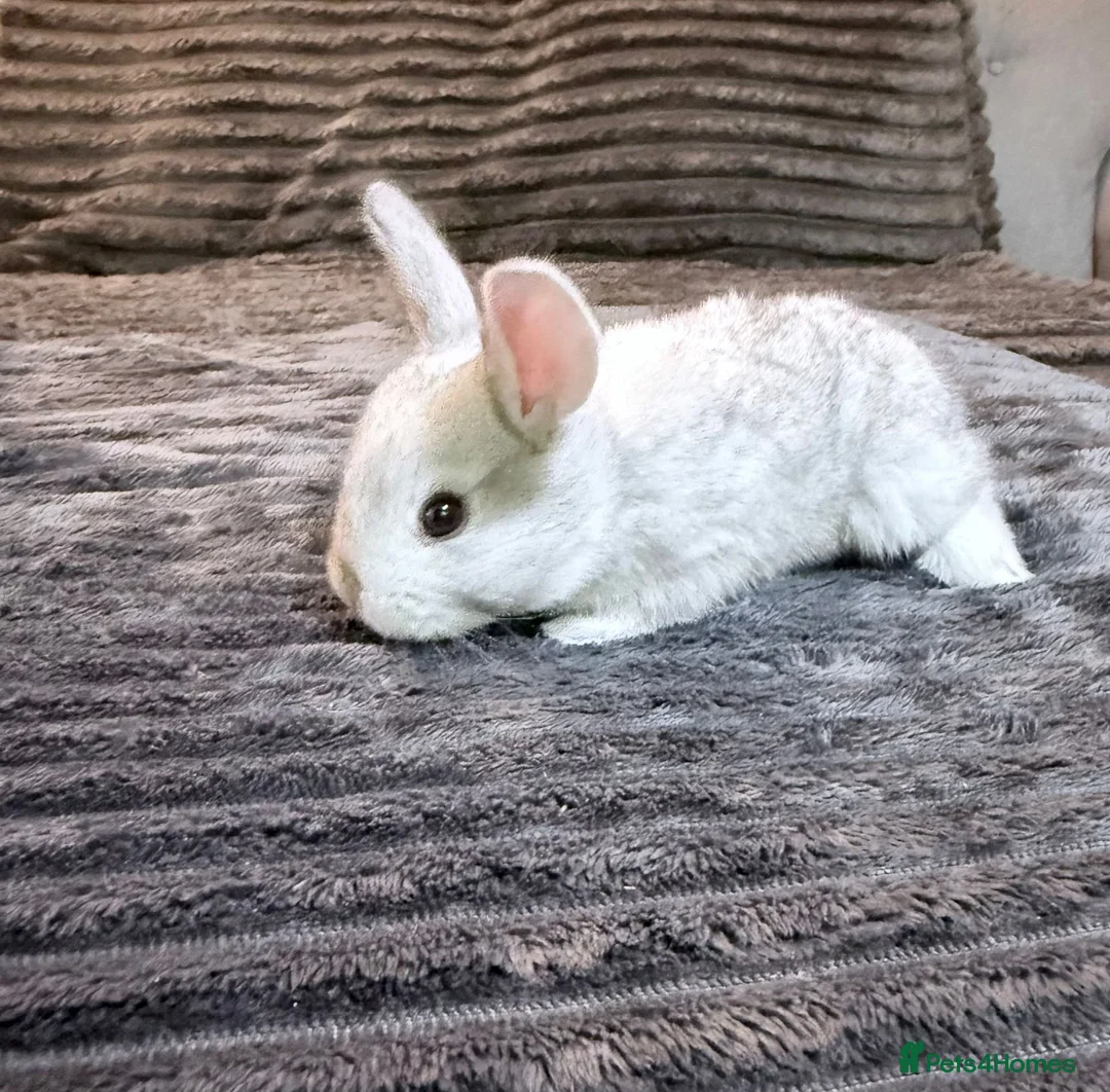 Mixed Breed rabbits for sale: Baby rabbits  - Advert 20