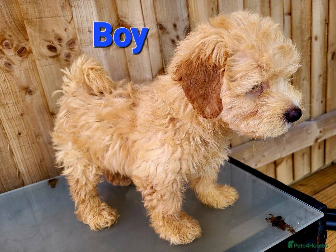 Maltipoo dogs for sale: Adorable Maltipoo Puppies for sale-ONE BOY LEFT - Image 11