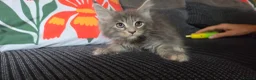 Maine Coon cats for sale: Main coon kittens  - Advert 9