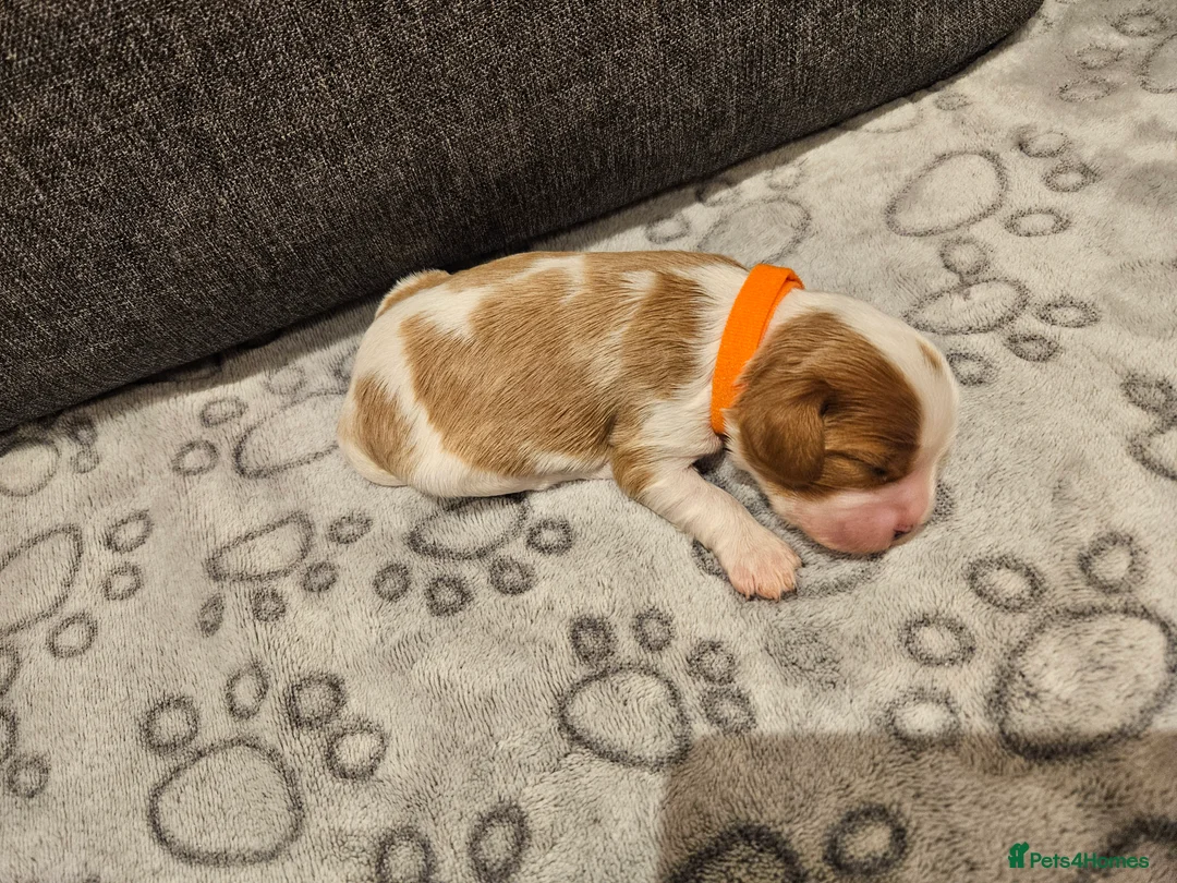 Cavalier King Charles Spaniel dogs for sale: * KC reg Cavalier King Charles Spaniel * - Advert 9