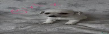 Jackapoo Puppy 4