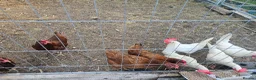 Chickens poultry for sale: Laying chickens  in Southminster - Advert 2