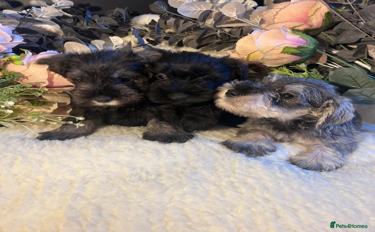 Miniature Schnauzer dogs - Advert 1