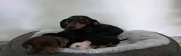 Dachshund dogs for sale: Beautiful Standard Dachshund Puppies  - Advert 28