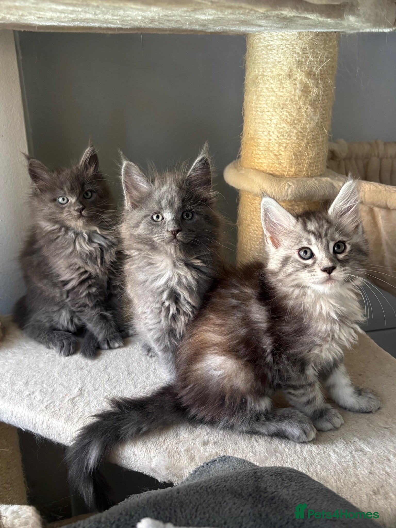 Maine Coon cats 🩷Beautiful Pedigree TICA Registered Maine Coons🩷 - Advert 16