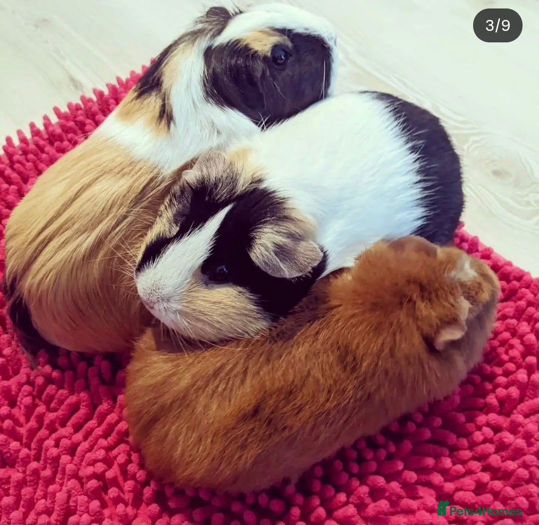 Guinea Pig rodents for sale: 3 girls looking for loving home - Image 3