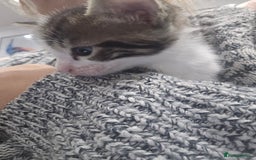 Bengal cats for sale: Bengal x tabby kittens - Image 17