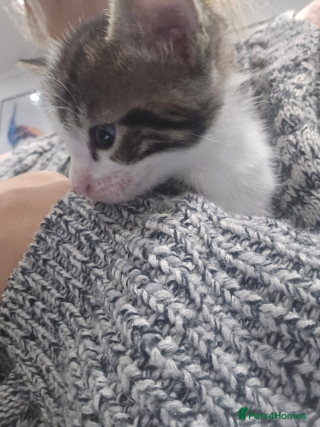 Bengal cats for sale: Bengal x tabby kittens - Image 17