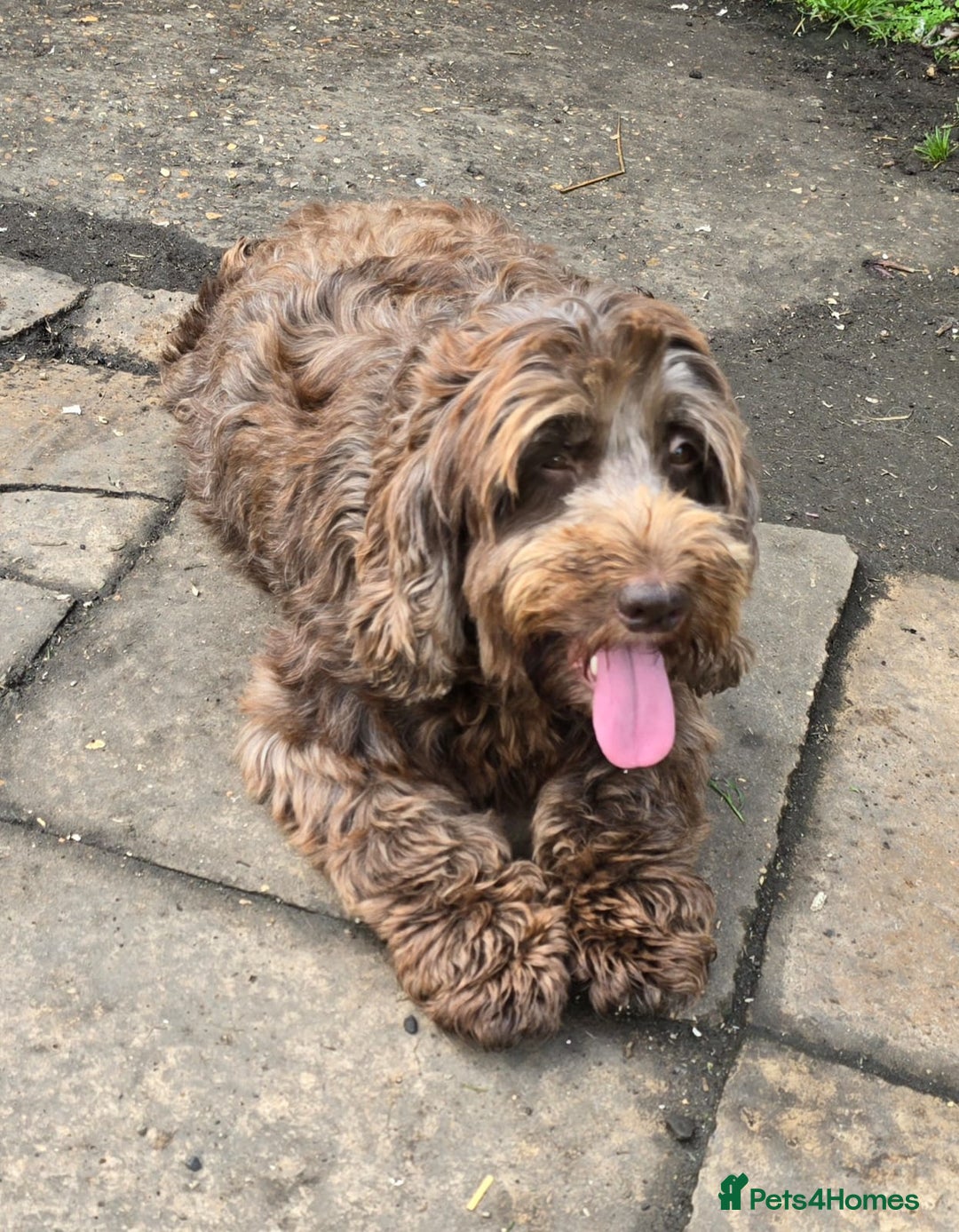 Cockapoo dogs for sale: Cockapoo Puppies Homebred Council Domestic Breeder - Image 5
