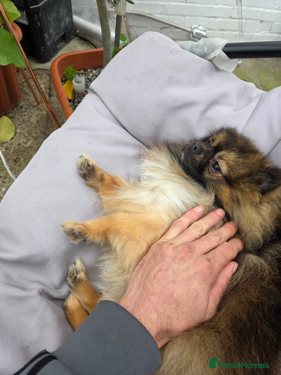 Pomeranian dogs for stud: STUD ONLY. Very tiny toy size  - Advert 3