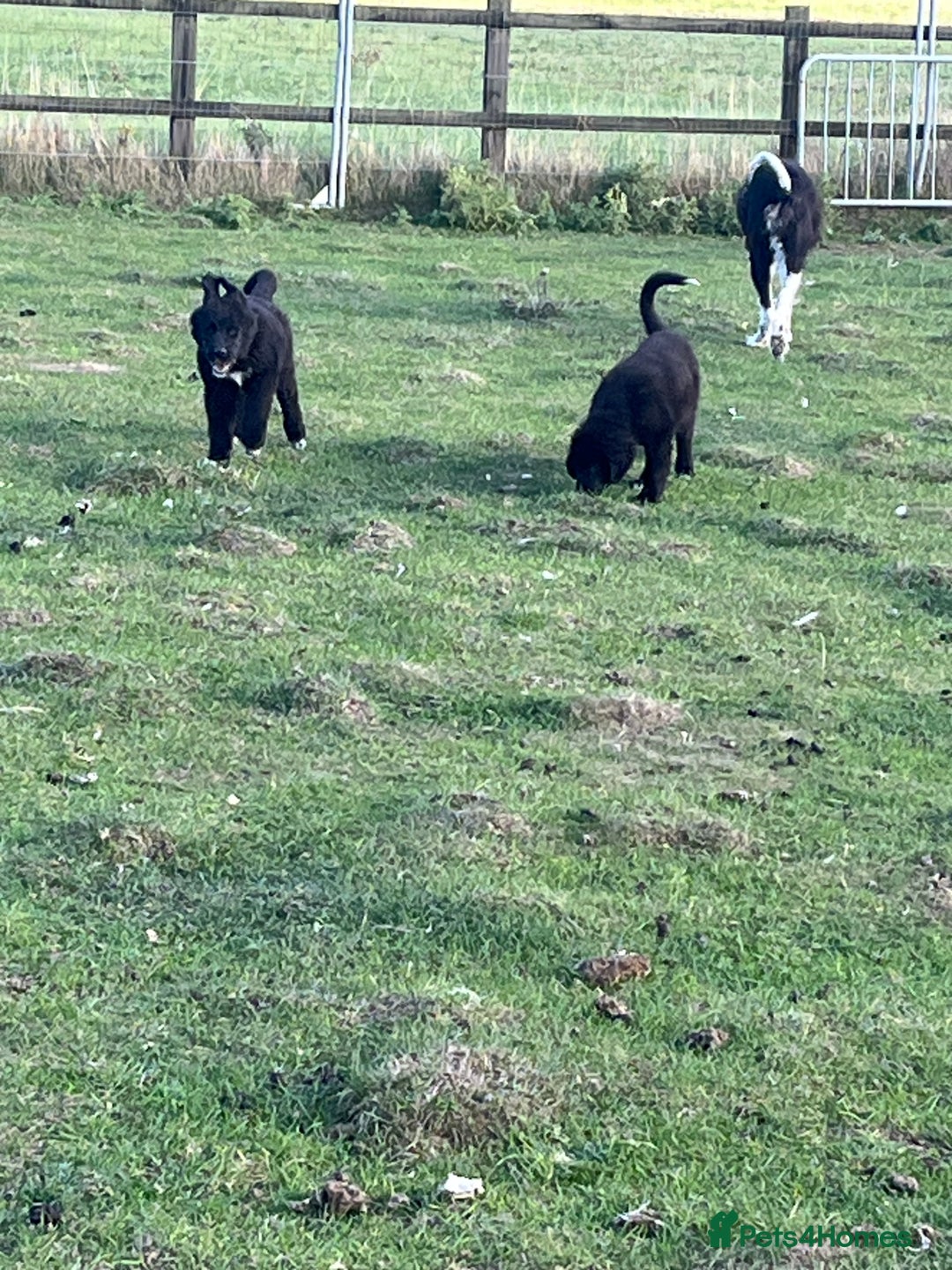 Mixed Breed dogs for sale: Bucovina X Raven  - Image 6