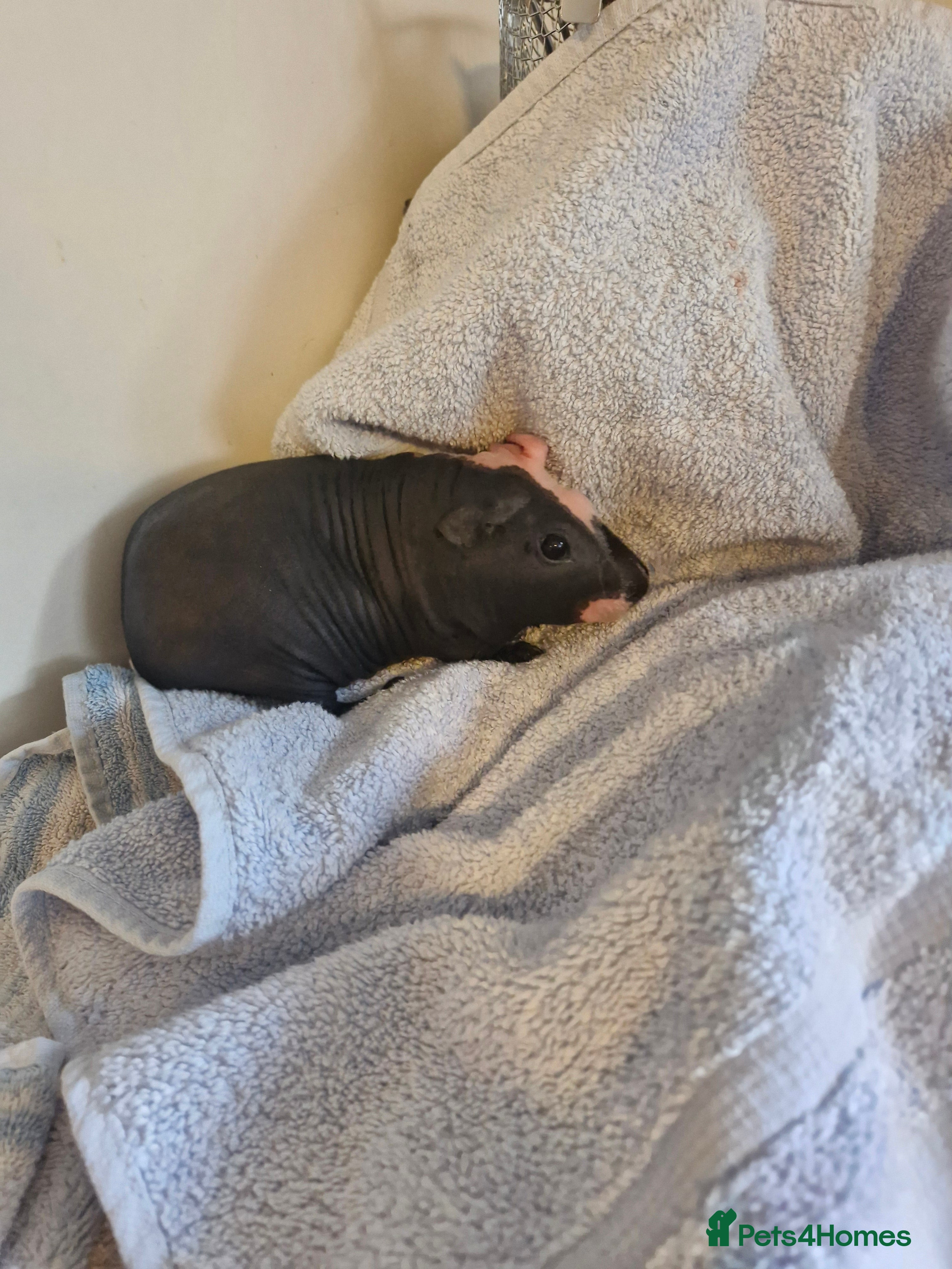 Guinea Pig rodents Skinnies and calafornians - Advert 2