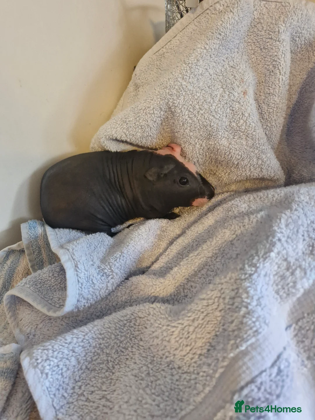 Guinea Pig rodents for sale: Skinnies and calafornians - Advert 1