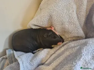 Guinea Pig rodents Skinnies and calafornians - Advert 2