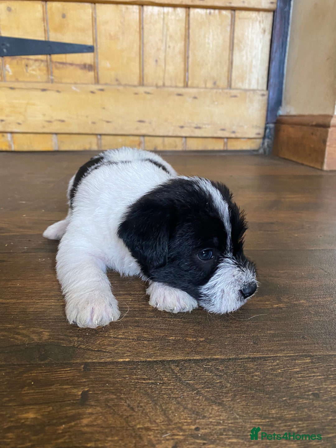 Jackapoo dogs for sale: Beautiful Jackapoo Puppies - Image 10