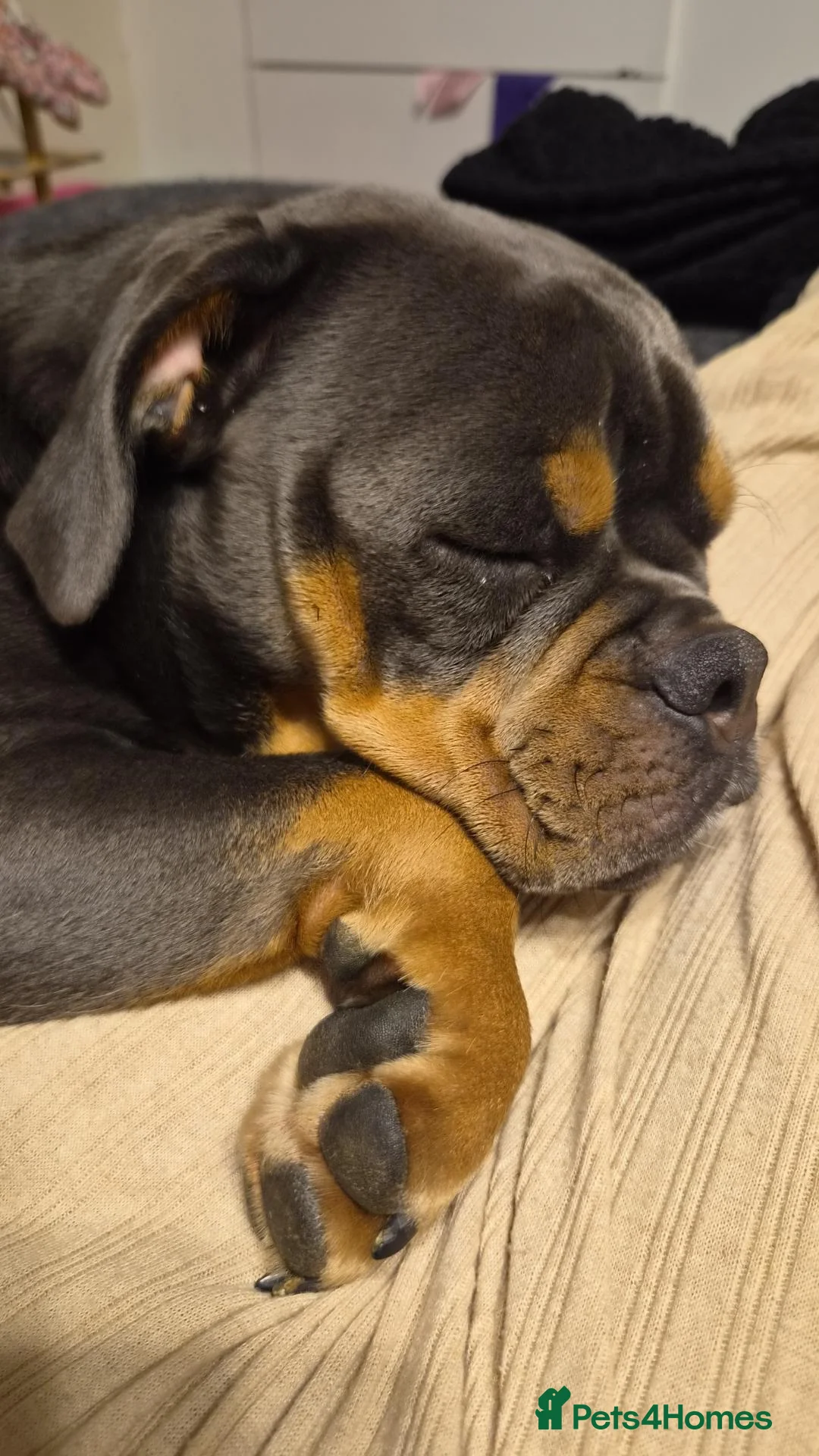 Mixed Breed dogs for sale: Bullpug female  in Hartlepool - Advert 1