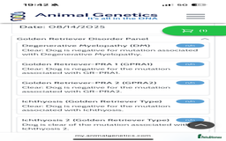 Golden Retriever dogs for stud: Zeus  - Advert 5