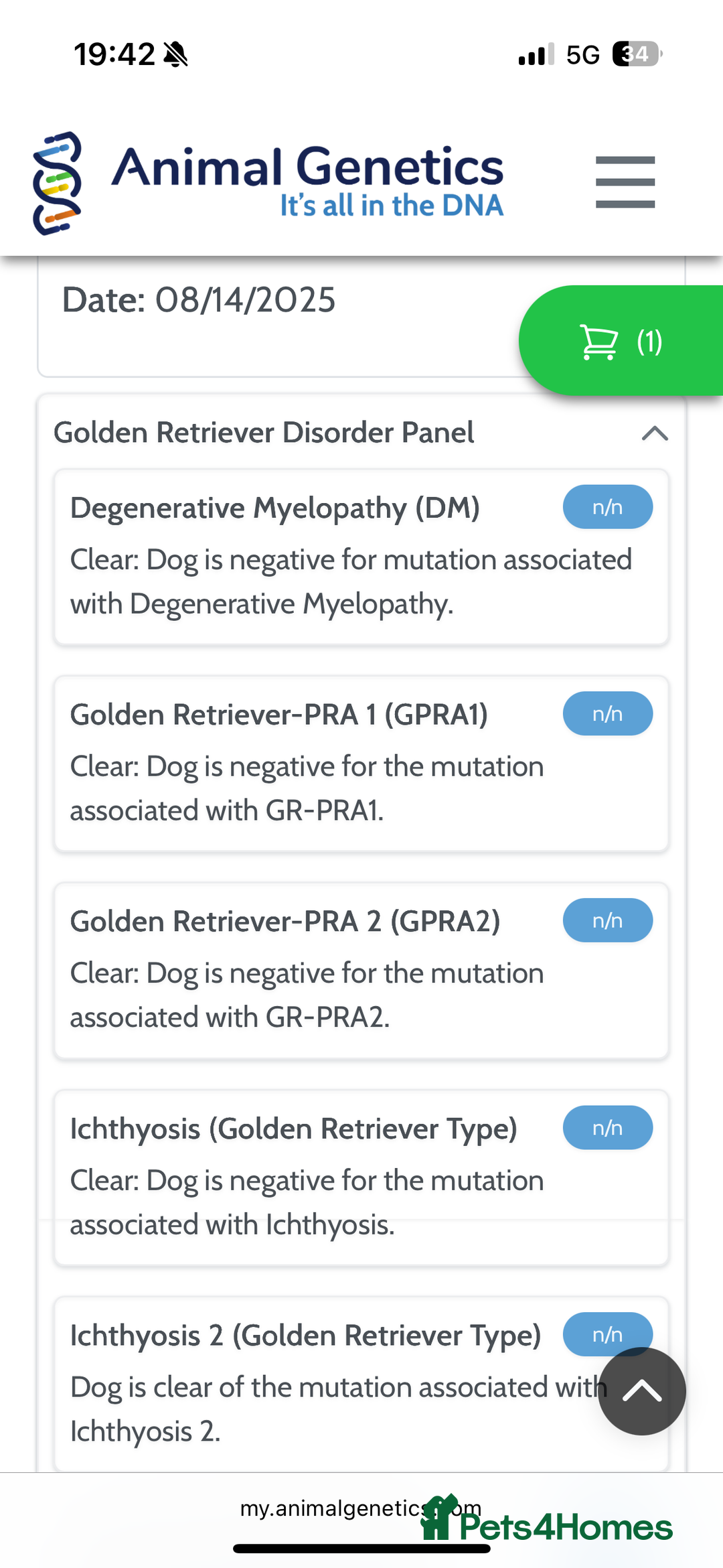 Golden Retriever dogs for stud: Zeus  - Advert 5