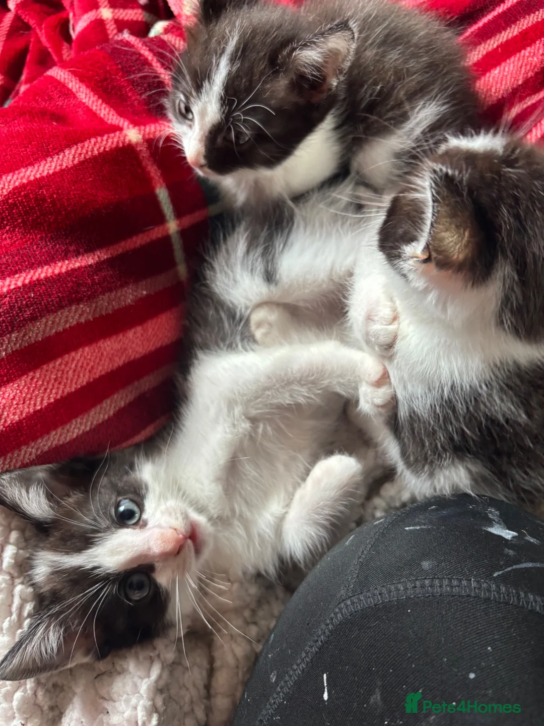 Ragdoll cats for sale: Ragdoll x kittens  - Advert 2