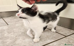 Domestic Shorthair cats for sale: 5 kittens ready for a new home  - Image 11