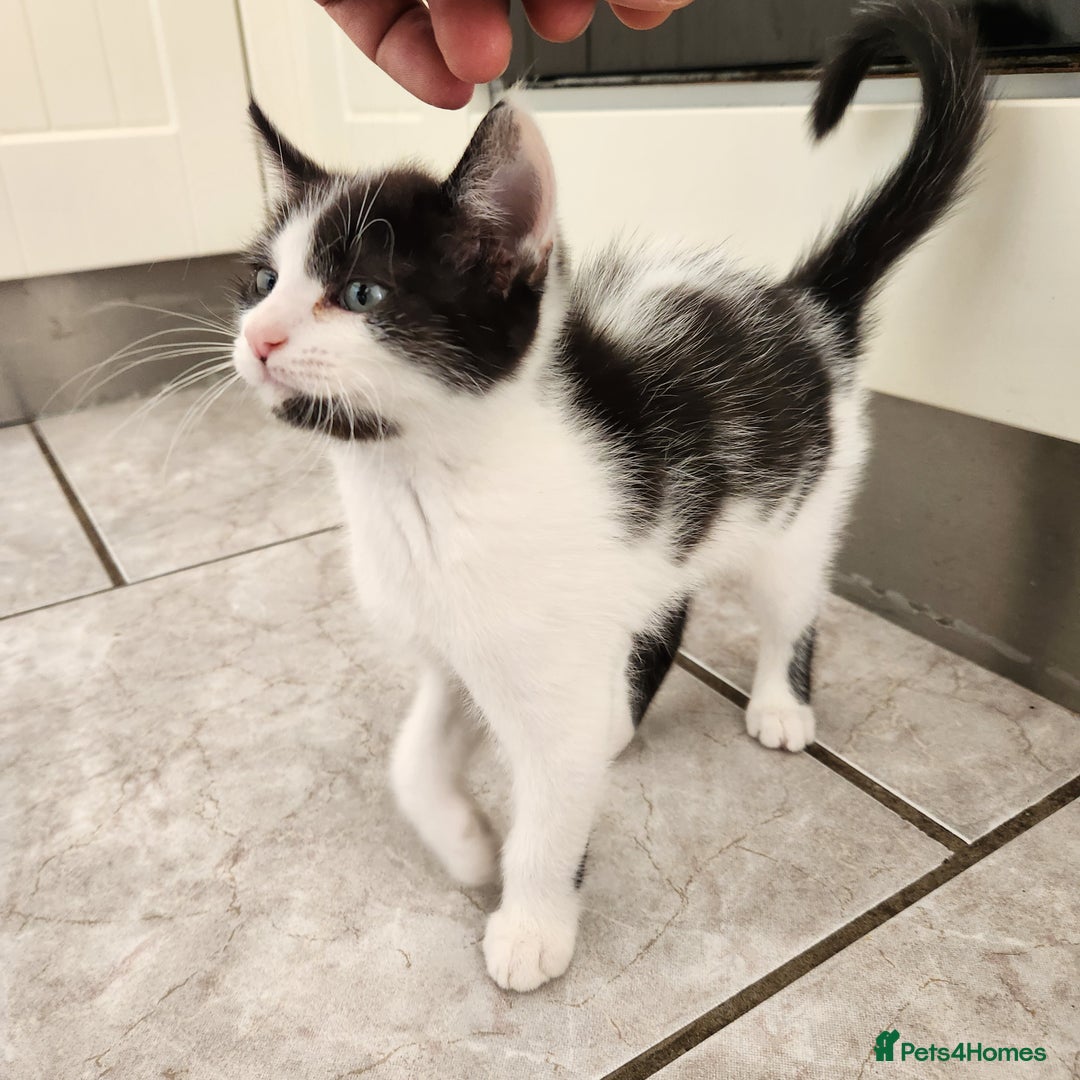 Domestic Shorthair cats for sale: 5 kittens ready for a new home  - Image 11