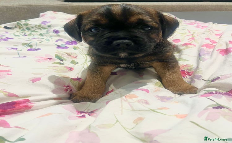 Border Terrier dogs - Advert 9