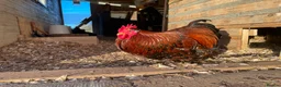 Chickens poultry for sale: Two bantam roosters for sale - Advert 3