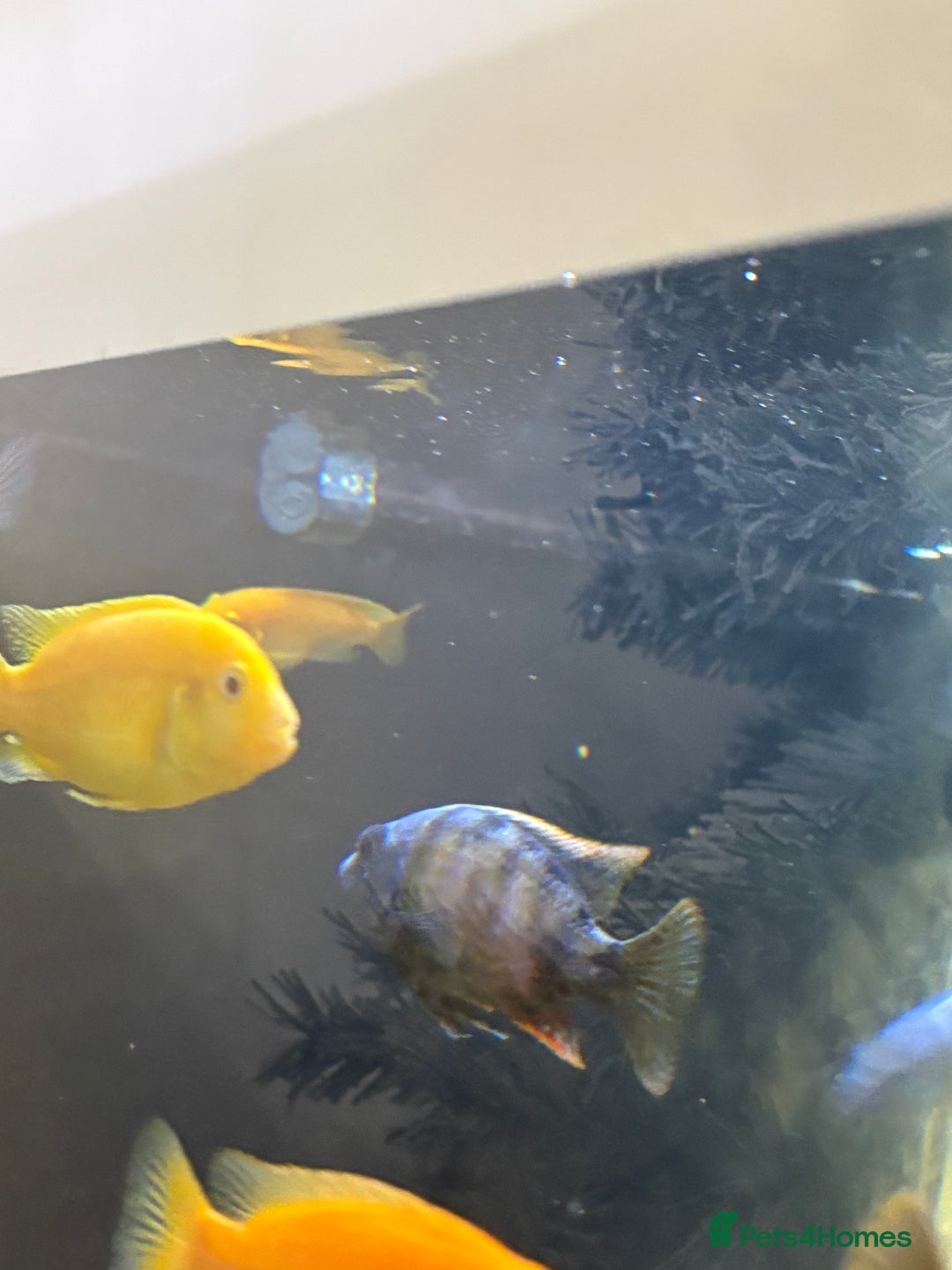 Cichlids fish for sale: Malawi cichlids for sale  - Advert 3
