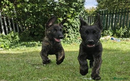 Belgian Shepherd Dog dogs for sale: Dutch Pure Bred Shepherd Puppies  - Image 4