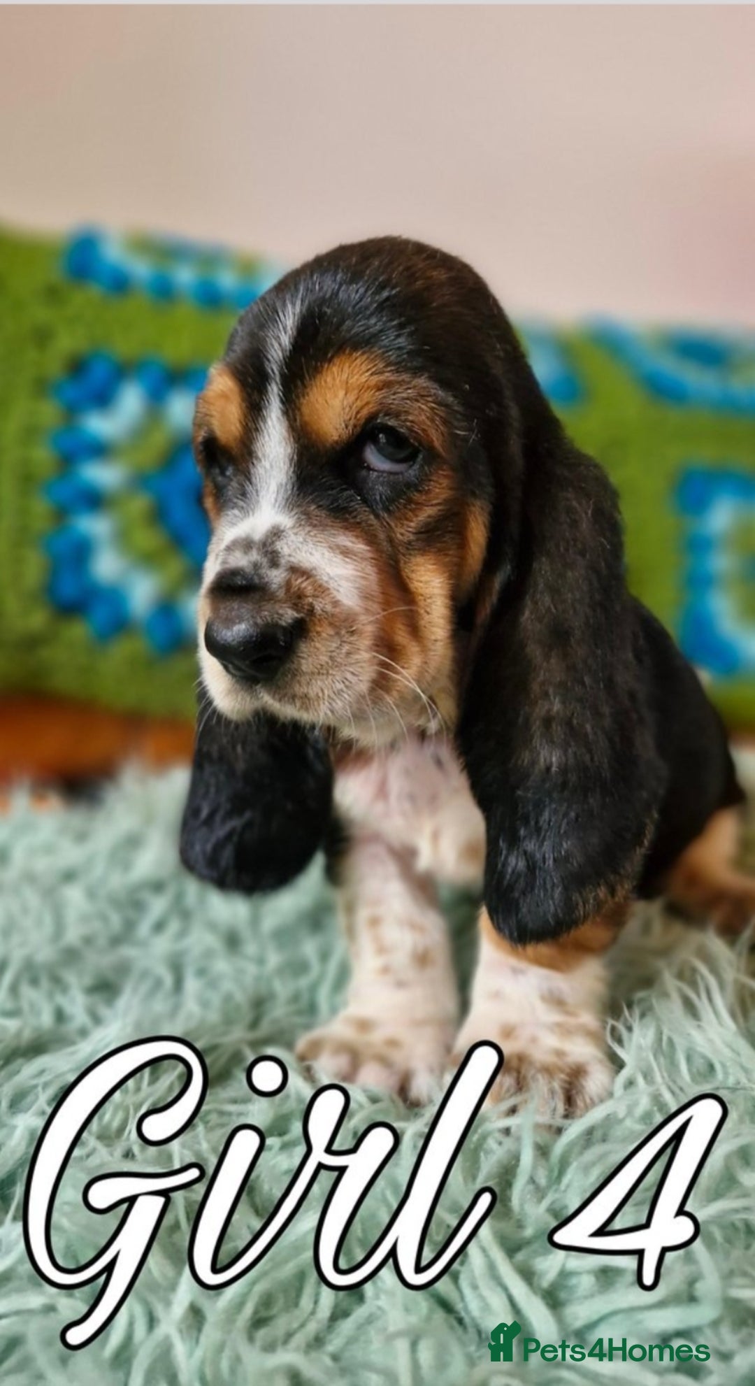 Basset Hound Pointer Hound Mix Temperament Basset Hound And