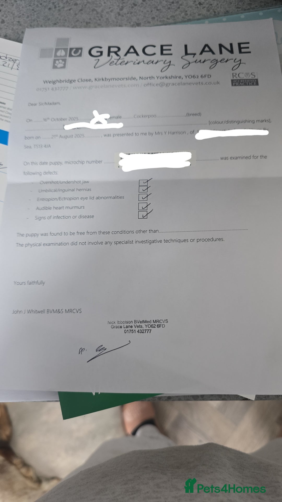 Cockapoo dogs for sale: Beautiful cockerpoos  - Image 2