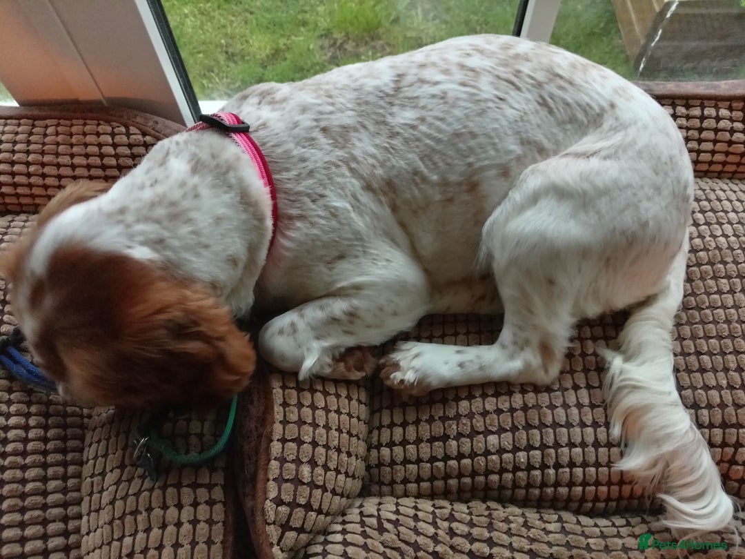 Cocker Spaniel dogs for sale: Stunning COCKER SPANIEL for sale - Image 3