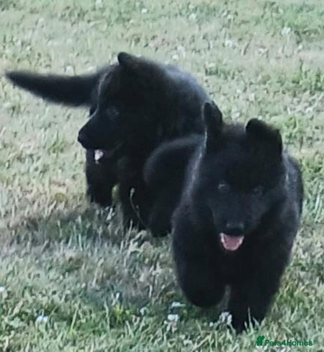 German Shepherd dogs for sale: Ready Now Beautiful Big Long Coated GSD Puppies - Image 10