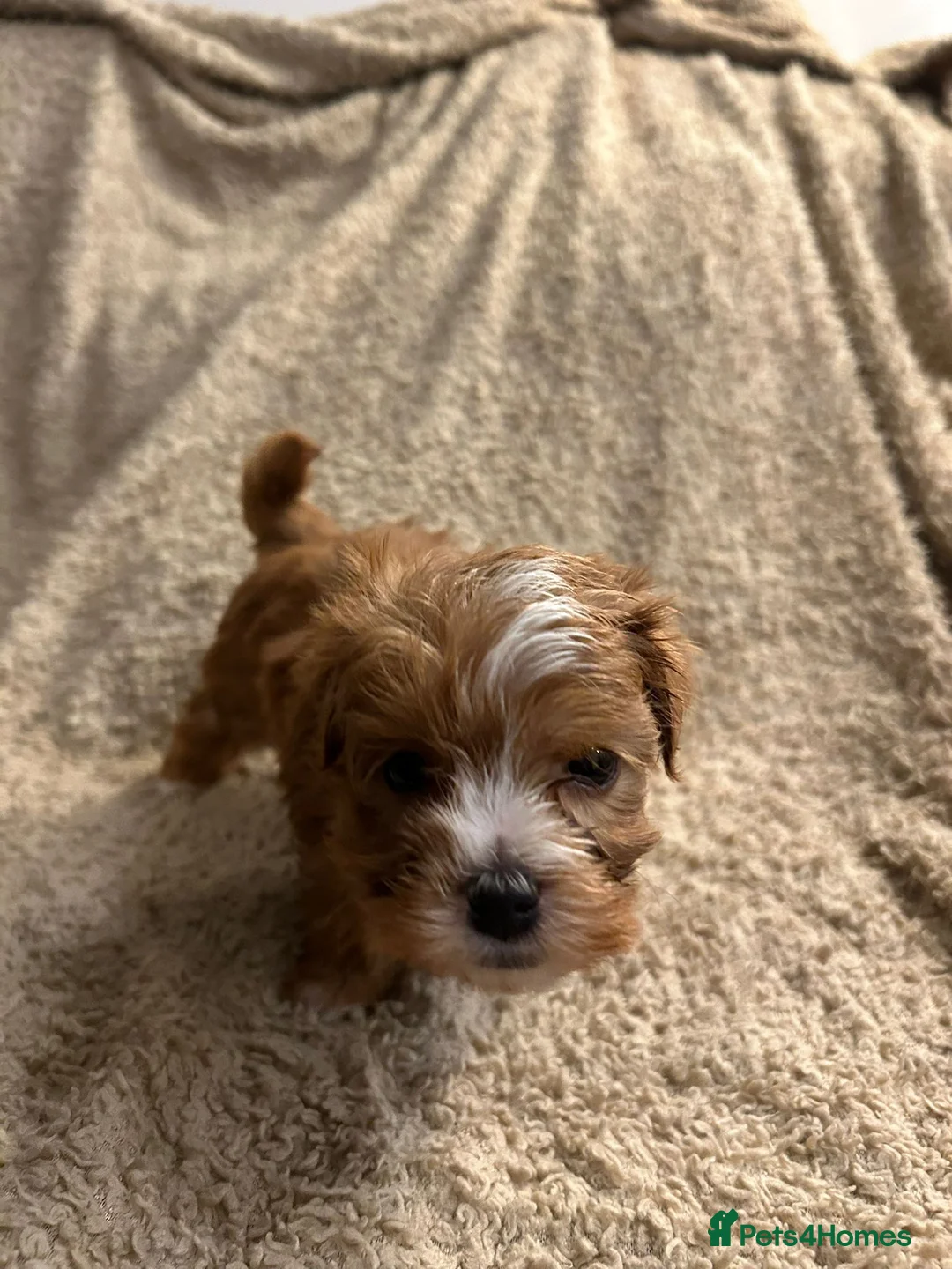 Havanese dogs for sale: Beautiful Havanese Puppies - Advert 1
