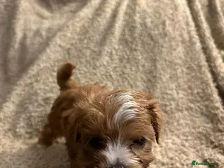 Havanese dogs Beautiful Havanese Puppies - Advert 2