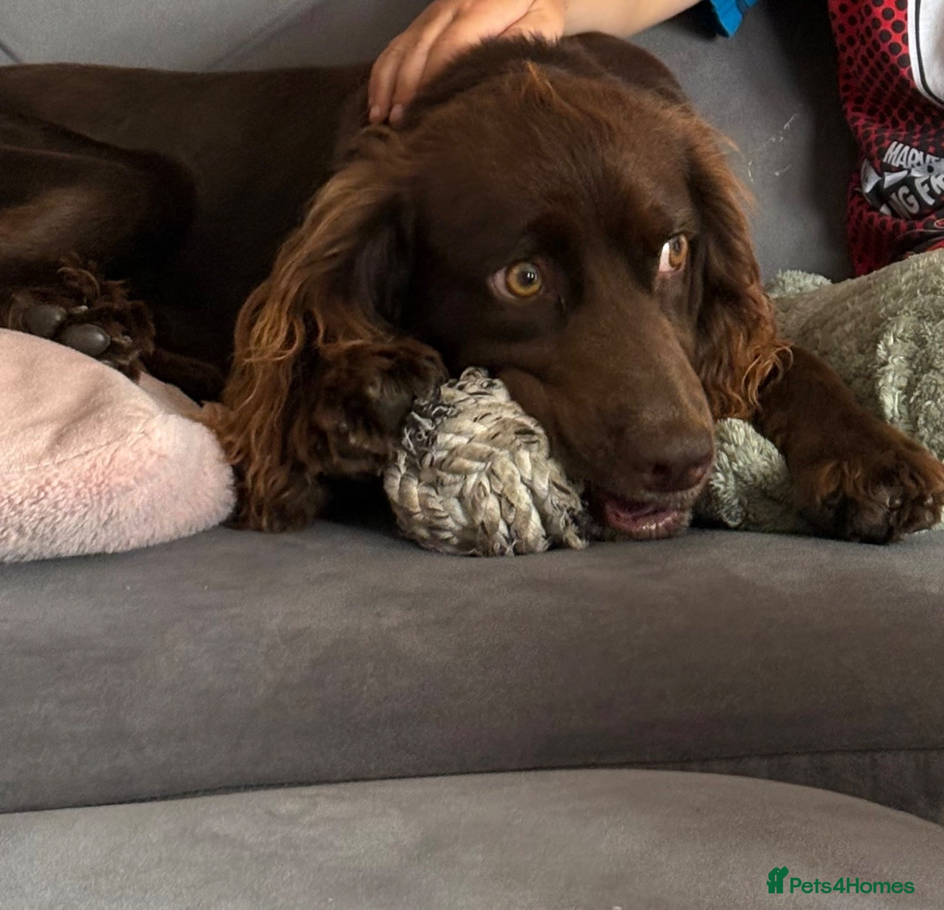 Cocker Spaniel dogs for stud: Male Cocker Spaniel for Stud  - Advert 1