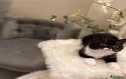 British Shorthair cats for sale: Blue/Lilac/Bicolour & Tortie Full Pedigree Reg BSH - Image 18