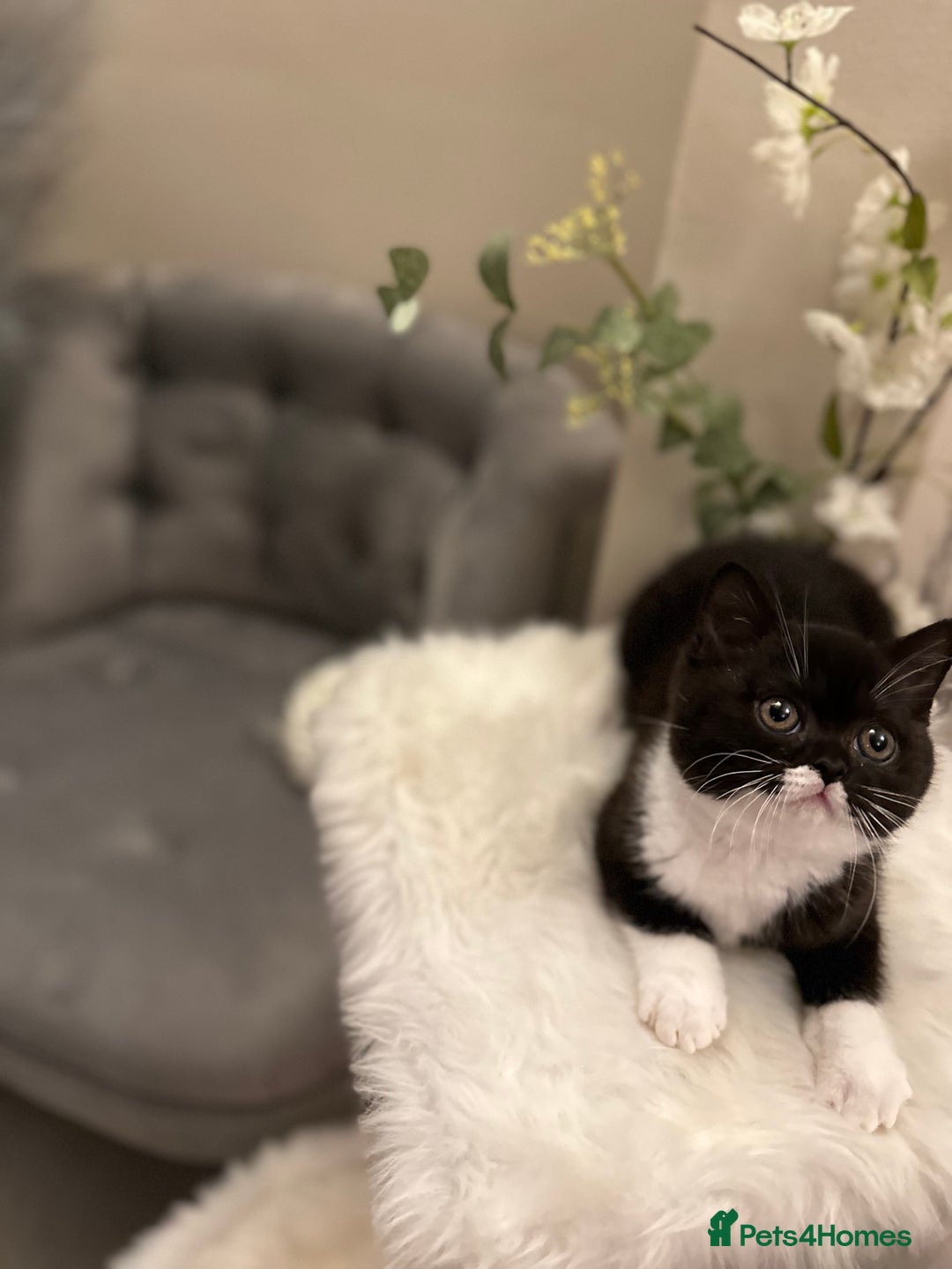 British Shorthair cats for sale: Blue/Lilac/Bicolour & Tortie Full Pedigree Reg BSH - Image 18