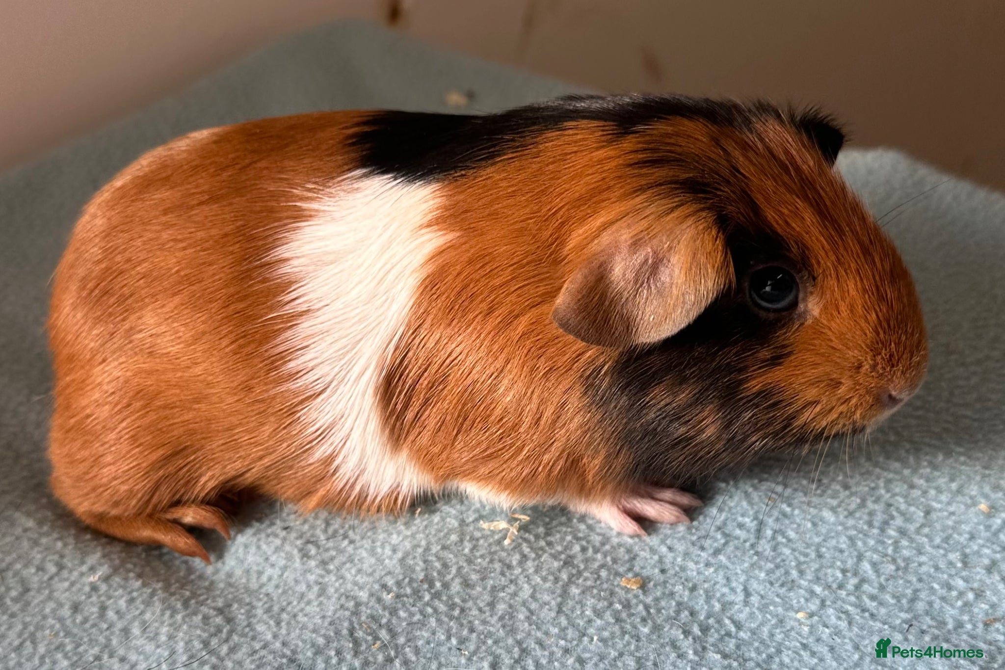 Guinea Pig rodents 6 week old baby guinea pigs  - Advert 1