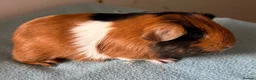 Guinea Pig rodents for sale: 6 week old baby guinea pigs  - Advert 1