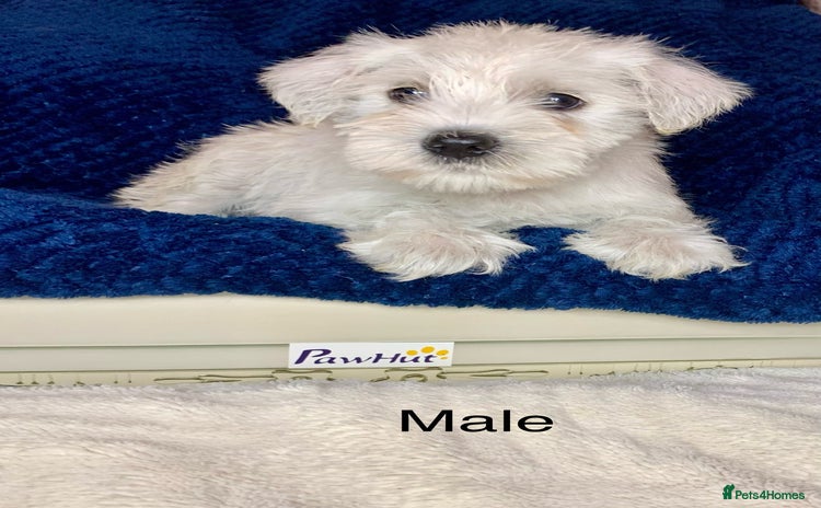 Miniature Schnauzer dogs - Advert 3