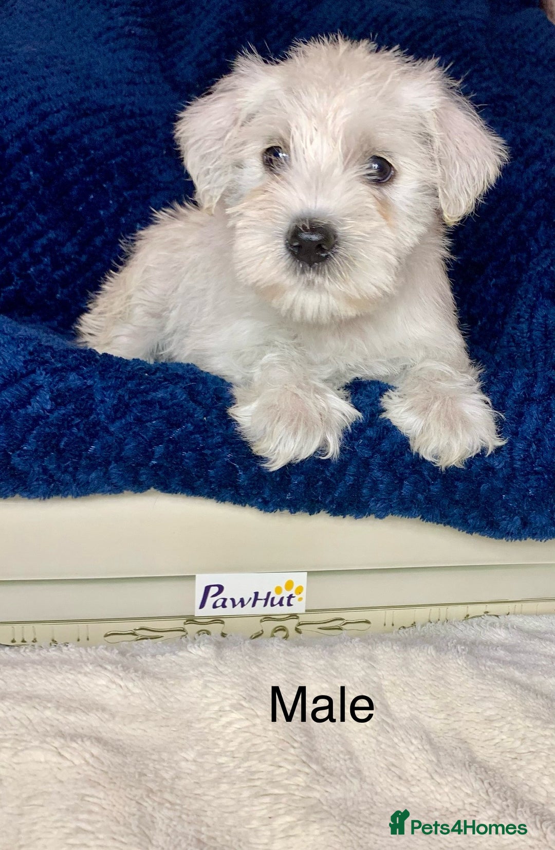 Miniature Schnauzer dogs for sale: Kc Reg-health Tested white Male 1st Quality  - Image 1