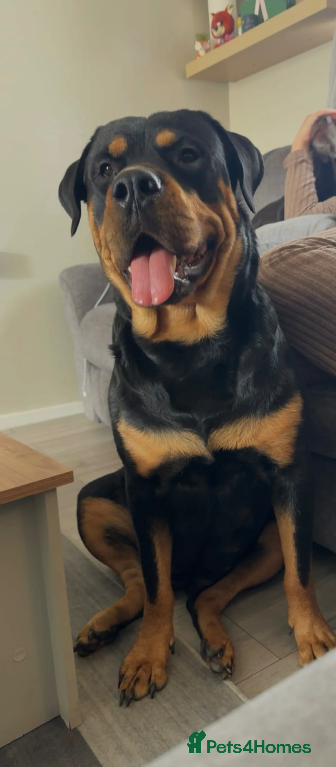 Rottweiler dogs for sale: Beautiful Rottweiler Litter Expected in Gosport - Advert 2