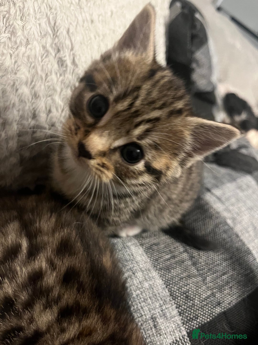 Mixed Breed cats for sale: Mixed breed kittens for sale  - Image 5