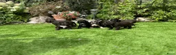 Cocker Spaniel dogs for sale: 6 Week old - Cocker Spaniel puppies - Advert 5