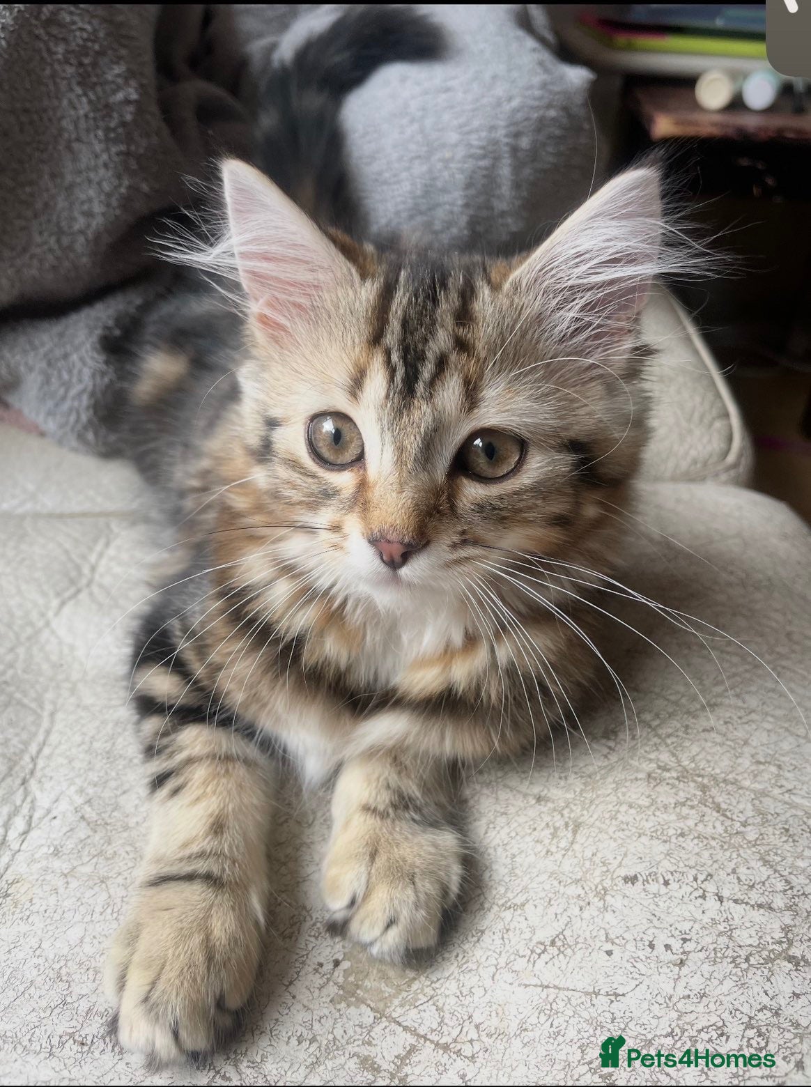 Mixed Breed cats Maine Coon Female  - Advert 9