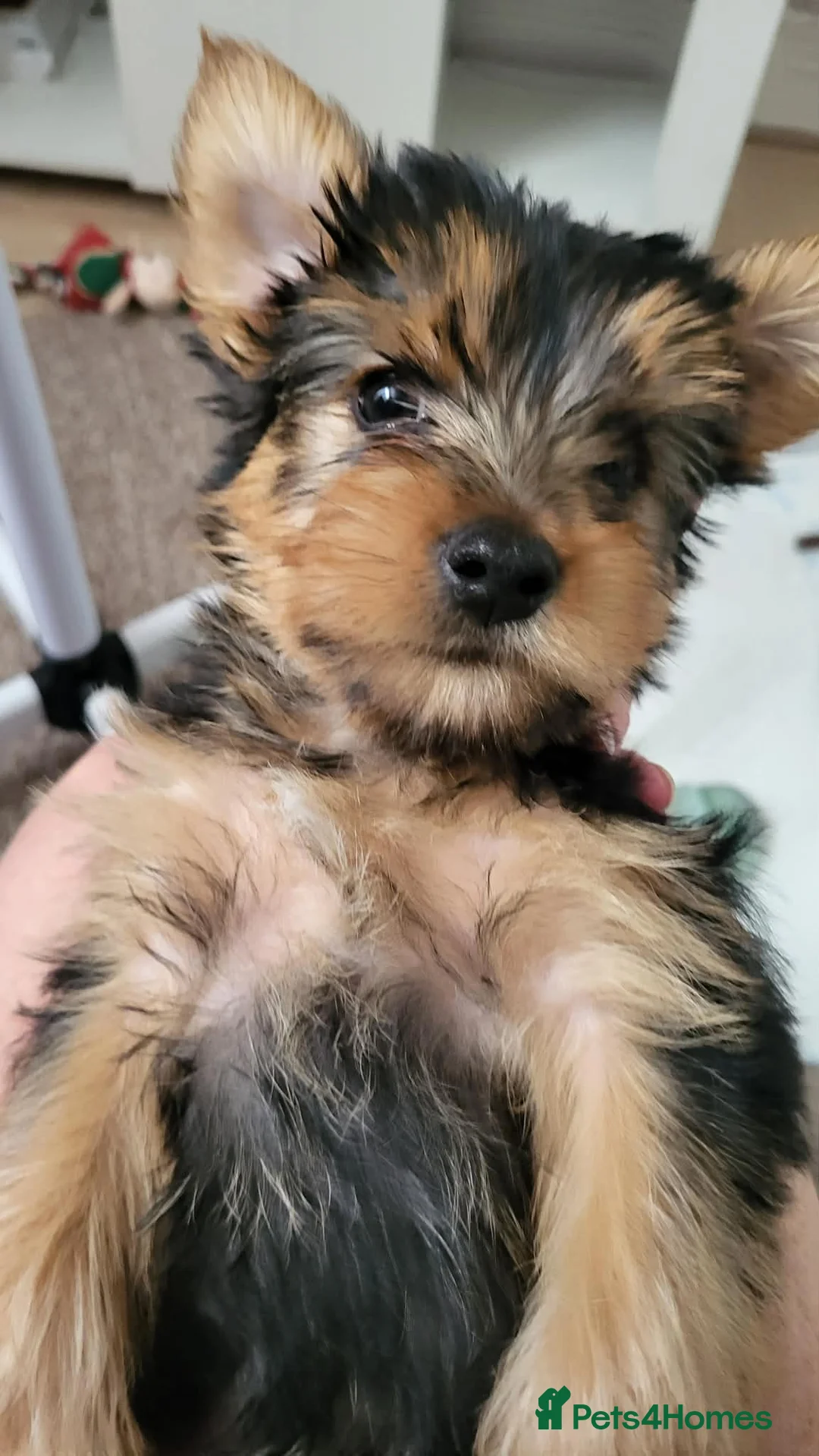 Yorkshire Terrier dogs for sale: One beautiful Yorkshire terrier boy - Advert 5