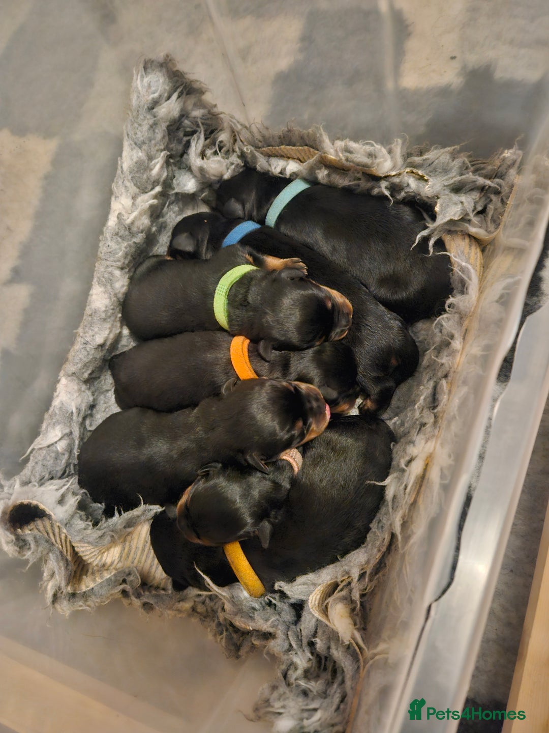 Rottweiler dogs for sale: KC Registered Rottweiler Puppies excellent lineage - Image 4