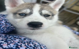 Siberian Husky dogs for sale: Full Pedigree Siberian Husky/Huskies puppies  in Blackpool - Image 16